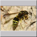 F-Ancistrocerus sp w15 beim Nestbau-Lehm wird im Vorwaertsflug zum Nest geschafft.jpg